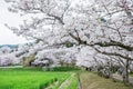 sakura blossom by rice farm at Izumi Shikibu Park, Kashima