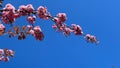 sakura blossom, sunny day blue sky Royalty Free Stock Photo