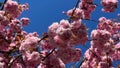 sakura blossom, sunny day blue sky Royalty Free Stock Photo