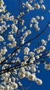 sakura blossom, sunny day blue sky Royalty Free Stock Photo