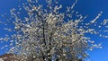 sakura blossom, sunny day blue sky Royalty Free Stock Photo