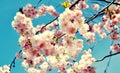 Sakura blossom in sunny day Royalty Free Stock Photo