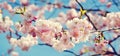 Sakura blossom in sunny day Royalty Free Stock Photo
