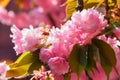 sakura blossom on a sunny day Royalty Free Stock Photo