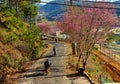 Sakura blossom tree under blue sky, Da Lat, Viet Nam in spring Royalty Free Stock Photo