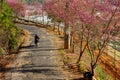 Sakura blossom tree under blue sky, Da Lat, Viet Nam in spring