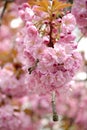 Sakura Blossom, Uzhgorod, UA