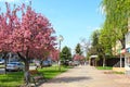 Sakura blossom in Uzhgorod, Ukraine