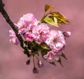 Sakura. Blossomed Japanese cherry trees Royalty Free Stock Photo