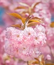 Sakura. Blossomed Japanese cherry trees Royalty Free Stock Photo