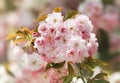 Sakura. Blossomed Japanese cherry trees Royalty Free Stock Photo