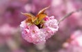 Sakura. Blossomed Japanese cherry trees Royalty Free Stock Photo