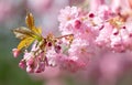 Sakura. Blossomed Japanese cherry trees Royalty Free Stock Photo