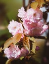 Sakura. Blossomed Japanese cherry trees Royalty Free Stock Photo