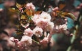 Sakura. Blossomed Japanese cherry trees Royalty Free Stock Photo