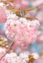 Sakura. Blossomed Japanese cherry trees Royalty Free Stock Photo