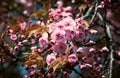 Sakura. Blossomed Japanese cherry trees Royalty Free Stock Photo