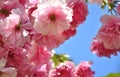 Sakura Royalty Free Stock Photo