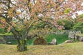 Sakura blossoming at Ninomaru Garden at Nijo Castle during spring in Kyoto, Japan Royalty Free Stock Photo