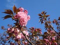 Sakura blossoming twigs