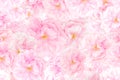 Sakura blossoms background Royalty Free Stock Photo