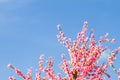 Sakura blossoms and a blue sky background.