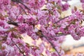 Sakura blossoms or Japanese cherry. Beautiful pink flowers on branches. Floral spring background Royalty Free Stock Photo