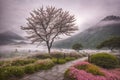 Sakura blossoms in japanese style ornamental garden, beautiful landscape. Generative AI Royalty Free Stock Photo