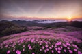 Sakura blossoms in japanese style ornamental garden, beautiful landscape. Generative AI Royalty Free Stock Photo