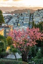 Sakura blossoms on Lombard Street. San Francisco is in early morning light Royalty Free Stock Photo