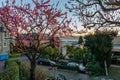 Sakura blossoms on Lombard Street. San Francisco is in early morning light Royalty Free Stock Photo