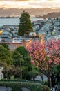 Sakura blossoms on Lombard Street. San Francisco is in early morning light Royalty Free Stock Photo