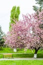 Sakura blossoms in the park