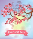 Sakura blossoms and ribbon Royalty Free Stock Photo
