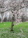 Sakura Blossoms