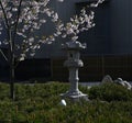 Sakura blossoms and a stone lantern in a traditional Japanese garden Royalty Free Stock Photo