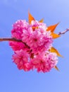 The Sakura blossoms at sunrise