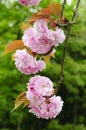 Sakura blossoms