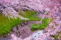 Sakura Blossoms