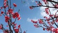 Relax sakura blossom sunny day. Royalty Free Stock Photo