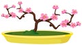 Sakura bonsai