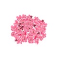 Sakura. Bouquet of pink cherry flowers. Isolated on white background. illustration Royalty Free Stock Photo