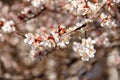 Cherry blossoming branch on semi-pink back