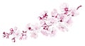 Big vector branch with sakura cherry blossoms. Royalty Free Stock Photo