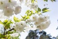 Sakura branch blooming, japanese cherry