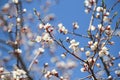 Sakura branch blossom branch in bloom, close-up. Cherry blossom branch Royalty Free Stock Photo