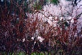 Sakura Branch Blossoming Out in Spring