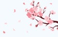 Sakura branch. Cherry blossom with falling petals of pink flowers, Japanese sakura season banner vector illustration Royalty Free Stock Photo