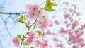 Sakura branch, cherry blossoms. Spring blooming sakura Royalty Free Stock Photo