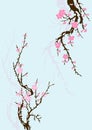 Sakura branch with flowers Royalty Free Stock Photo